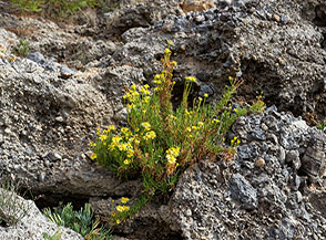 Enula bacicci o Inula vischiosa (Inula viscosa L. Aiton)in fiore tra i conglomerati rocciosi della Spiaggia della Molara.