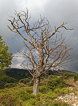 &ldquo;L&rsquo;albero arruffato&ldquo; (nei pressi di Torre del Morrice).