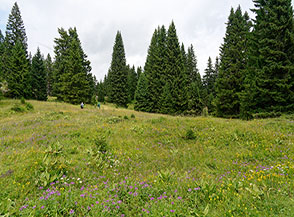 Sui prati delle Alpi di Zonta.