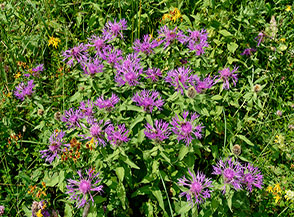 Luminosa fioritura di Fiordaliso alpino (Centaurea nervosa Willd.) alle Alpi di Zonta.