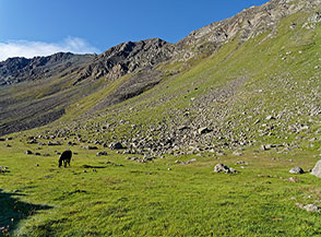 &ldquo;L&rsquo;erba del mattino&ldquo; (alpeggio d&rsquo;Arbolle).
