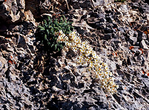 La caratteristica fioritura in orizzontale della Sassifraga meridionale (Saxifraga callosa) alla Sella della Portella.