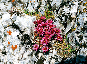 Luminosa fioritura di Semprevivo ragnateloso (Sempervivum arachnoideum) fra le rocce di Cima Malecoste.