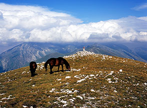 Cavalli bradi sulla cima di Monte San Franco.