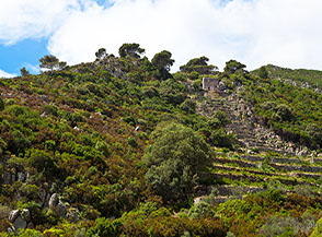 Vecchi terrazzamenti dell&rsquo;ex Colonia Penale Agricola di Capraia.