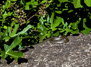 Un Biacco si crogiola al sole su un muretto dell&rsquo;isola Capraia.
