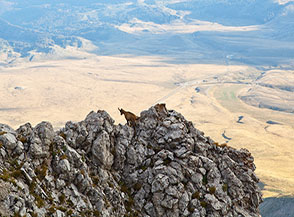 Profilo di camoscio fra noi e gli assolati prati di Campo Imperatore (Vallone di Vradda).