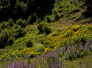 &ldquo;Luglio in fiore&ldquo; (presso i ruderi della Masseria Vaccareccia in Val Chiarino).