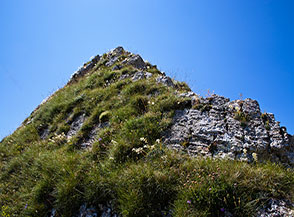 Ultimi metri sulla Cresta Nord-Ovest del Dente del Pastore tra i fiori della Sassifraga meridionale..