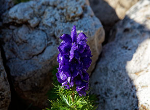 Fiori dell&rsquo;Aconito napello (Aconitum napellus L.) sull&rsquo;Altipiano dello Sciliar.
