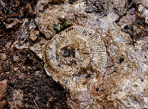 Ammonita fossile tra le rocce del sentiero (Forra del Lupo).
