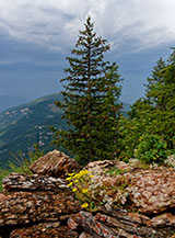 &ldquo;Fiori di trinceea&ldquo; (Sentiero della Forra del Lupo).