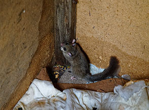 &ldquo;Coabitazione forzata&ldquo; (incontro con un ghiro, Glis glis L., in un piccolo capanno di cacciatori durante un temporale, localit&agrave; Teze di Serrada).