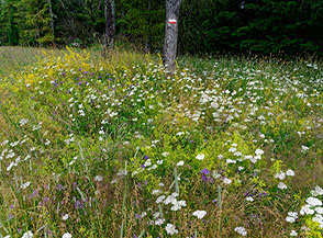 Esplosione di fiori lungo il sentiero per il Dosso della Martinella.