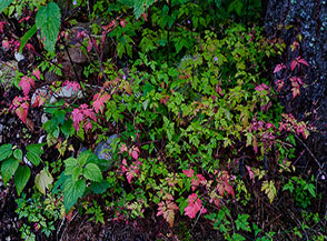 &ldquo;Gioie semplici&ldquo; (Valletta di Serrada).