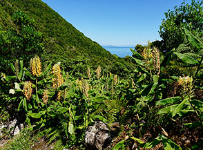 Fioritura di Giglio ghirlanda o Zenzero Kahila (Hedychium gardnerianum), le piante di questa famiglia vengono comunemente chiamate Ginger Lily.