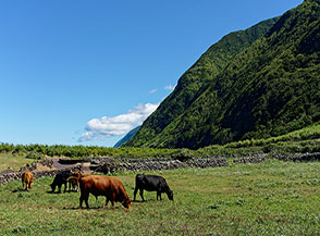 Toro con mucche (Faj&atilde; dos Cubres).