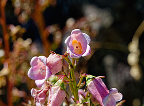 Fiori della Campanula delle Azzorre (Azorina vidalii), endemica ed unica specie del genere Azorina!