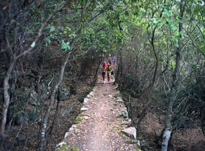 Il sentiero che scende nel Bosco di Capo Negro a Zannone.