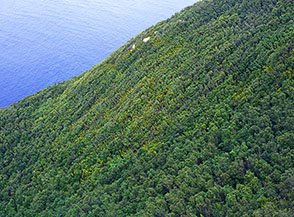 La fitta lecceta del Bosco di Capo Negro a Zannone.