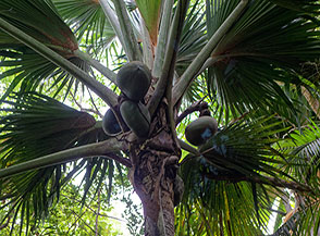 Gli enormi frutti della Lodoicea maldivica, detto anche Coco de mer (Cocco di mare) o Noce delle Seychelles, presente al mondo solo su due isole delle Seychelles.