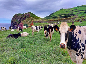 &ldquo;Milka che mucche!&ldquo; (costa di S&atilde;o Sebasti&atilde;o).