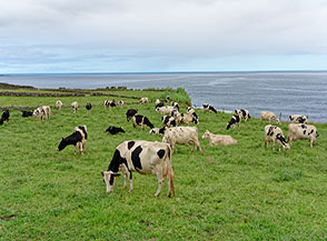 Mucche al pascolo sulla costa di S&atilde;o Sebasti&atilde;o.