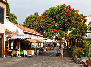 Un Albero dei tulipani fiorito nel centro storico (Zona Velha) di Funchal.