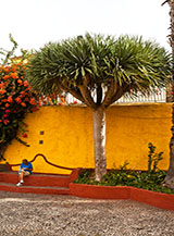 Una bellissima Dracaena draco (Albero del drago) all&rsquo;ingresso della Fortezza di Sao Tiago a Funchal risalente al 1614.