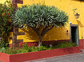 Dracaena draco (Albero del drago) all&rsquo;ingresso della Fortezza di Sao Tiago a Funchal.