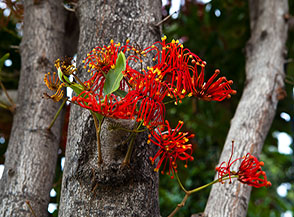 I fiammeggianti fiori dell&rsquo;Albero del fuoco del Cile o Notro (Embothrium coccineum) ripresi nei giardini alla stazione della teleferica Funchal-Monte.