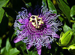 Giardini La Mortella
