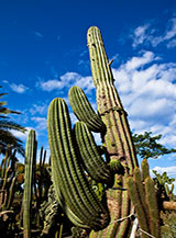 Giganteschi cactus sono il fiore all&rsquo;occhiello dei Giardini Ravino a Forio d&rsquo;Ischia