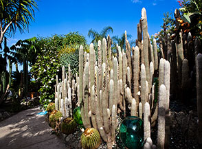 Espostea lanata, meglio conosciuta come Cactus peloso, nei Giardini Ravino a Forio d&rsquo;Ischia.