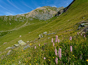 Se il buongiorno si vede dal mattino&hellip; (fioritura di Poligono bistorta, Bistorta officinalis, nel Vallone delle Selleries).