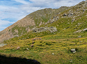 Femmine di stambecco brucano con i loro piccoli (Vallone di Malanotte).