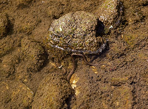 Una piccola Biscia dal collare o Natrice (Natrix natrix) cerca di nascondersi tra i sassi (Fiume Salto).