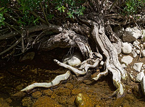 Luci e ombre tra la vegetazione ripariale del Fiume Salto.