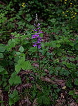 Fioritura di Orchidea di Fuchs (Dactylorhiza maculata subsp. fuchsii) nel sottobosco di Macchiatimone.