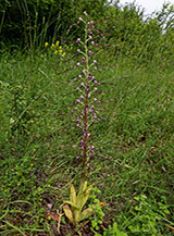 Il Barbone dell&rsquo;Adriatico (Himantoglossum adriaticum H. Baumann), un&rsquo;orchidea molto particolare per il lungo e stretto labello presente sul fiore.