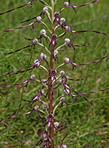 Particolare della fioritura del Barbone dell&rsquo;Adriatico (Himantoglossum adriaticum H. Baumann) a Macchiatimone.