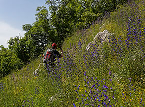 Sul sentiero per Sant&rsquo;Ippolito sommersi da una fioritura di Viperina azzurra o Boragine selvatica (Echium vulgare L.).