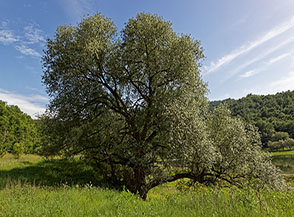 Un colossale Salice bianco (Salix alba L.) lungo le sponde del Lago del Salto.