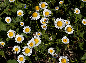 Fiori di Camomilla comune (Matricaria chamomilla L.) colorano le sponde del Torrente Frugno.