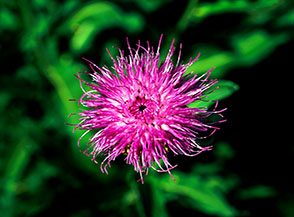 Sfavillante fiore di Cirsio dei ruscelli (Cirsium rivulare) alle pendici di Pizzo Baciamorti.