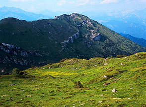 La fioritura dei botton d&rsquo;oro rallegra i prati alle pendici del Monte Sodadura.