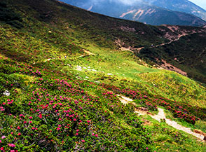 Pendio di rododendri in fiore sui fianchi di Monte Foppabona.