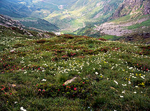 Fioritura di anemoni e rododendri sotto la cresta di Pian delle Parole.