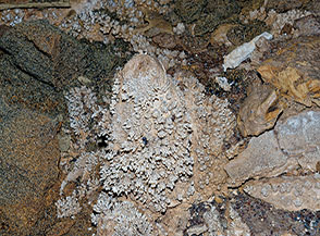 Grotta di Campo Braca: particolare sulle concrezioni di una piccola stalagmite sul fondo del Canyon.