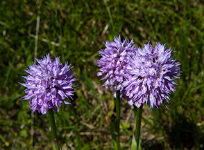 Globi floreali di Orchidea screziata o tridentata (Neotinea tridentata Scopoli) presso San Pietro nel Fosso di Reusci.
